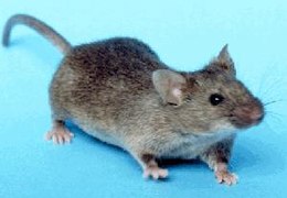 260px-House_mouse