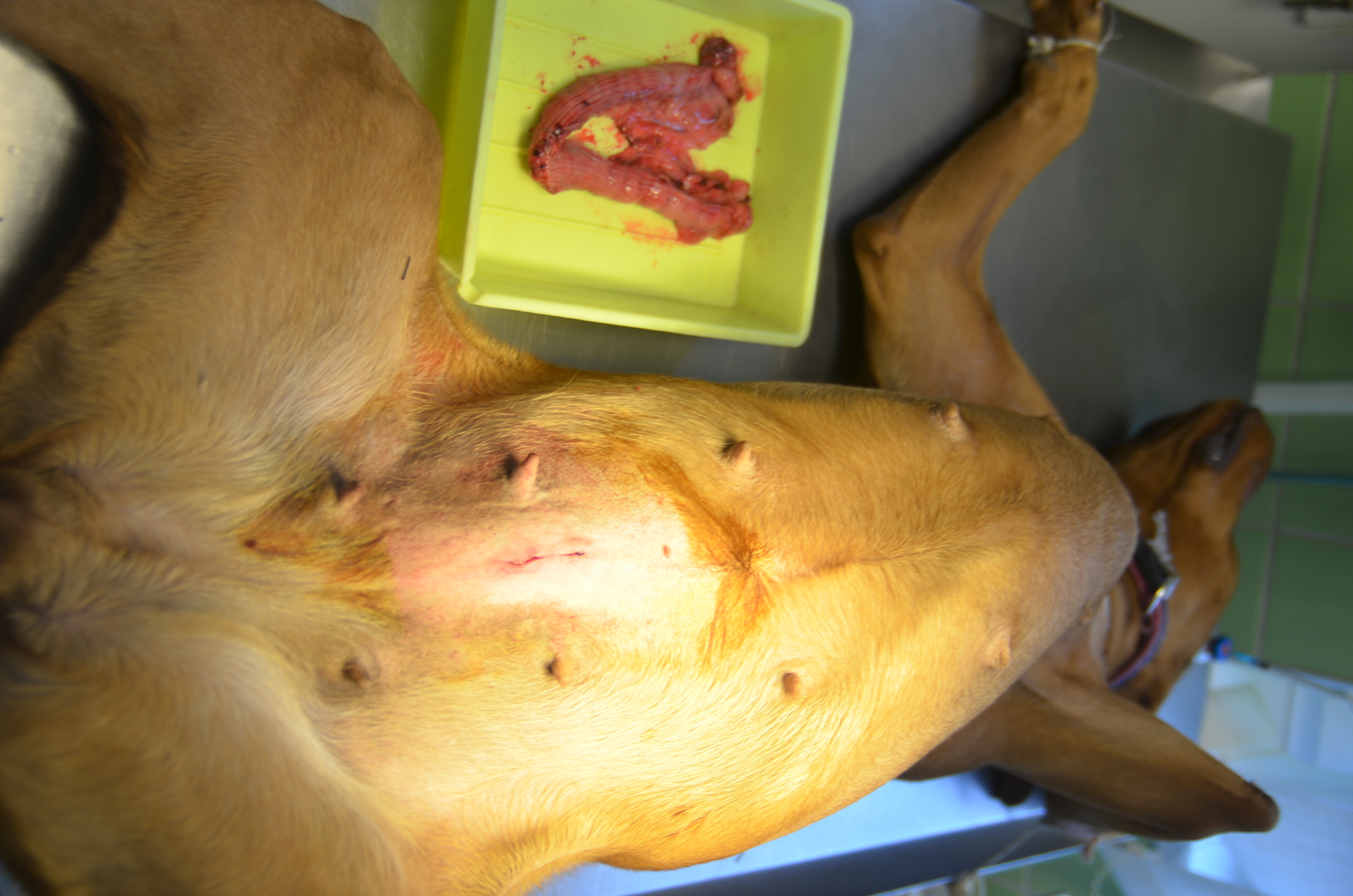 kutya méhgyulladás műtét art.com